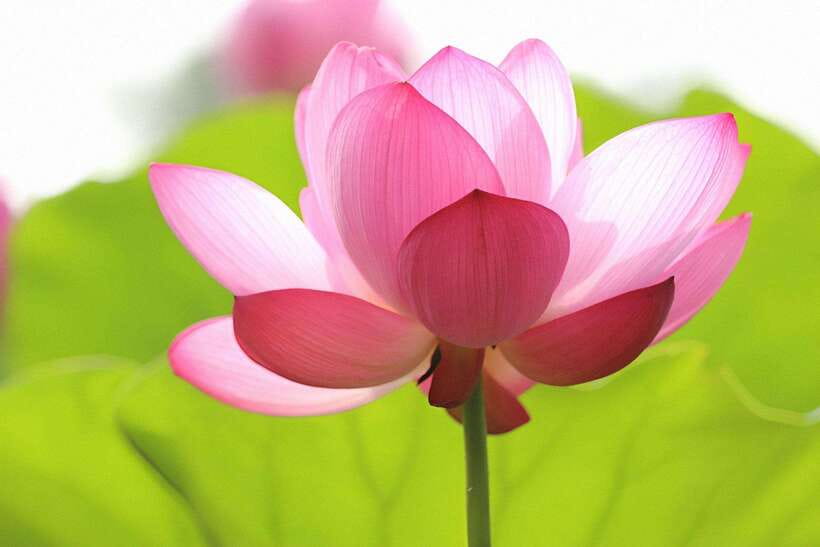 Angkor Silk Farm & Lotus Silk Farm: Siem Reap Discovery Tour - Boutique browsing with a purpose: how your purchase supports the work