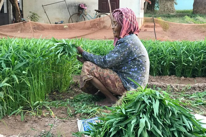Authentic Cambodian Countryside Jeep Experience - Rice Fields, Vegetable Gardens, and Ducks in Everyday Village Life