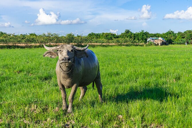 Countryside Sunset Jeep Tour with Drinks included - Phnom Krom Rice Fields Sunset With Drinks Included