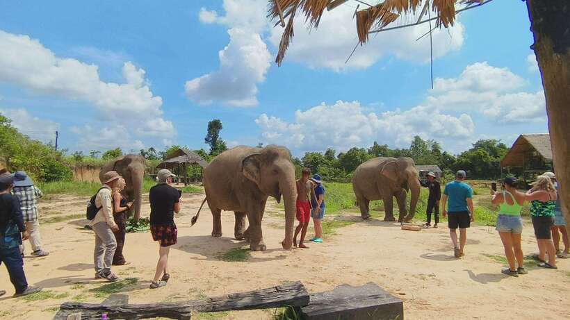From Siem Reap: Elephant Sanctuary Experience with Transfers - Price and Value at $69 for 3.5–6 Hours