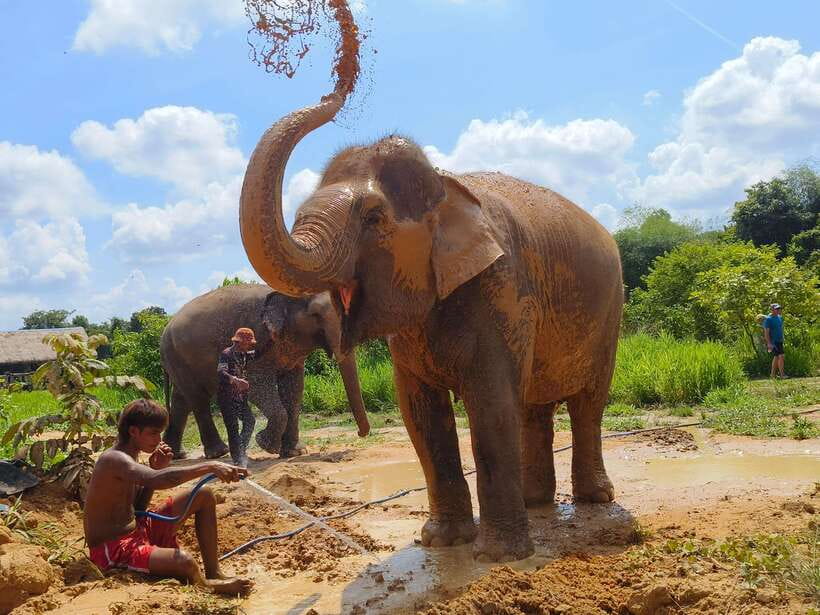 From Siem Reap: Elephant Sanctuary Experience with Transfers - The Cambodia Forest Stretch: Plants, Trails, and Quiet Watching