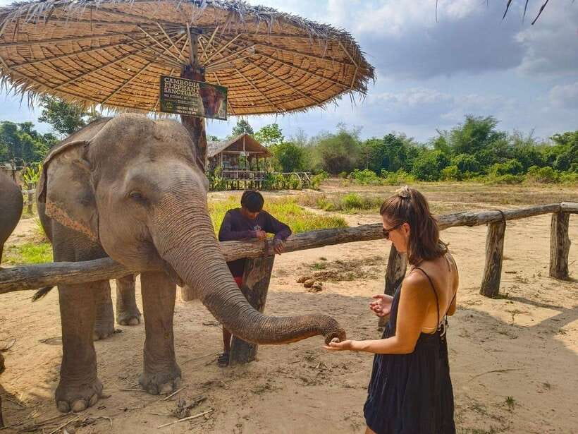 From Siem Reap: Elephant Sanctuary Experience with Transfers - Pond Time and Quiet Observing: Learning Elephant Behavior