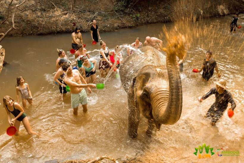 From Siem Reap: Elephant Sanctuary Experience with Transfers - Fruit, Coffee, and Water: The Soft Landing After the Mess