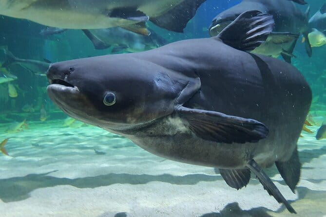 Half Day River Monster Tour with Private Guide in Siem Reap - Your River Monster fix starts at Angkor Wildlife & Aquarium