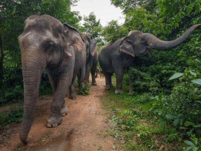 Kulen Elephant Forest Tour with Hotel Pick-up & Drop off - Hotel Pickup and the Drive to the Elephant Camp