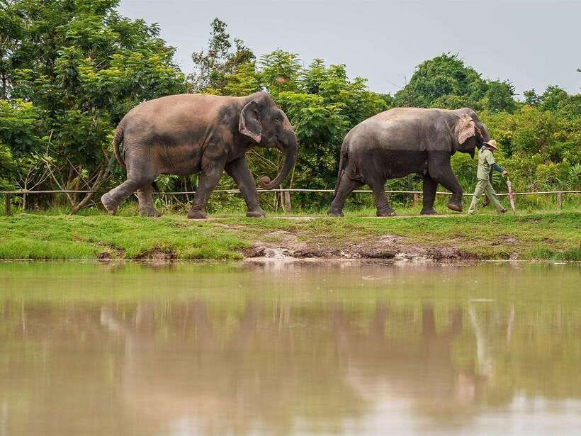 Kulen Elephant Forest Tour with Hotel Pick-up & Drop off - Lunch and Snacks: Morning Gets a Proper Meal