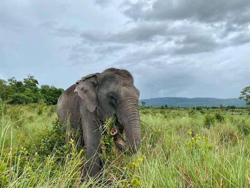 Kulen Elephant Forest Tour with Hotel Pick-up & Drop off - Price and Value: Why $139 Can Make Sense