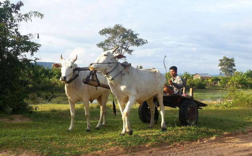 Siem Reap: 6-Hour Easy Rider Motorbike Tour - Lunch by Kulen Mountain: the pause that makes the whole day feel worth it