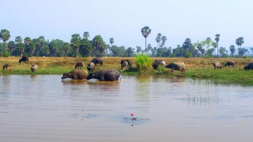 Siem Reap: 6-Hour Easy Rider Motorbike Tour - Price and value: what $62 buys you (and why it often feels fair)
