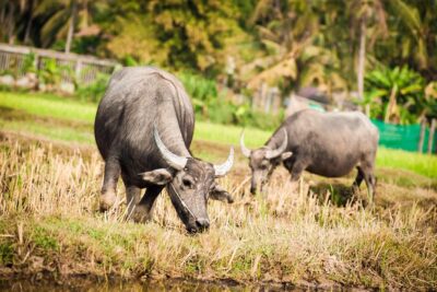 Siem Reap Countryside Guided Tour by Bike and E-Bike Private Tour - Price and value: what $47 really buys you