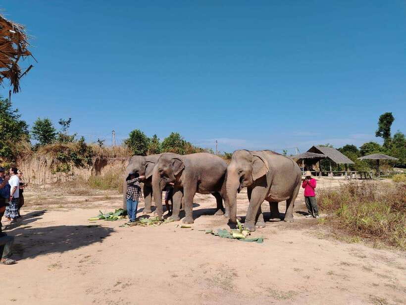Siem Reap: Elephants & Apopo Rat Demining Private Trip - How the Elephant-and-Rat Plan Works in Siem Reap