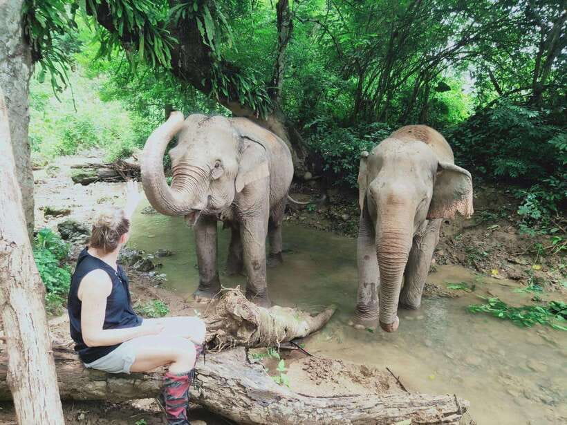 Siem Reap: Elephants & Apopo Rat Demining Private Trip - Apopo Rat Demining: Smart Detection Work You Can Actually See