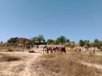 Siem Reap: Elephants & Apopo Rat Demining Private Trip - Elephant Sanctuary: Feeding Snacks and Watching Daily Behavior