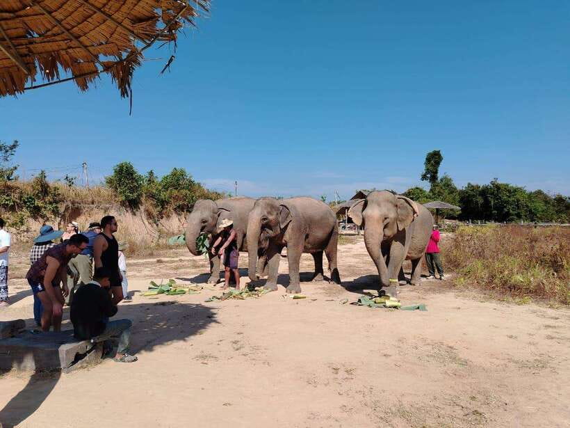 Siem Reap: Elephants & Apopo Rat Demining Private Trip - What the Guides Add (and Why It Matters)