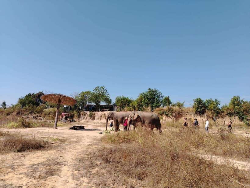 Siem Reap: Elephants & Apopo Rat Demining Private Trip - Elephant Sanctuary: Feeding Snacks and Watching Daily Behavior