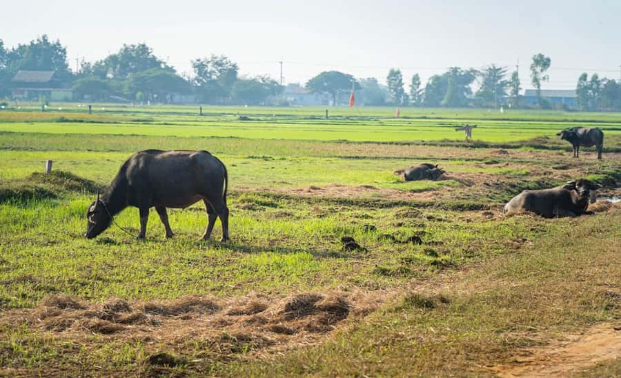 Siem Reap: Guided Countryside Bike Tour - The morning route: rice fields, farms, and market time