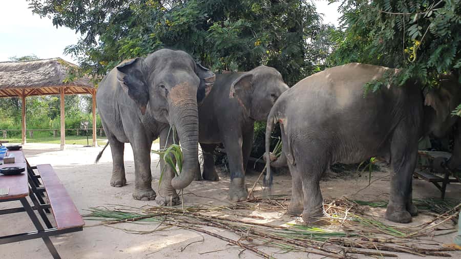 Siem Reap: Kulen Elephant Forest Guided Tour - Key things you’ll notice on this Kulen Elephant Forest tour