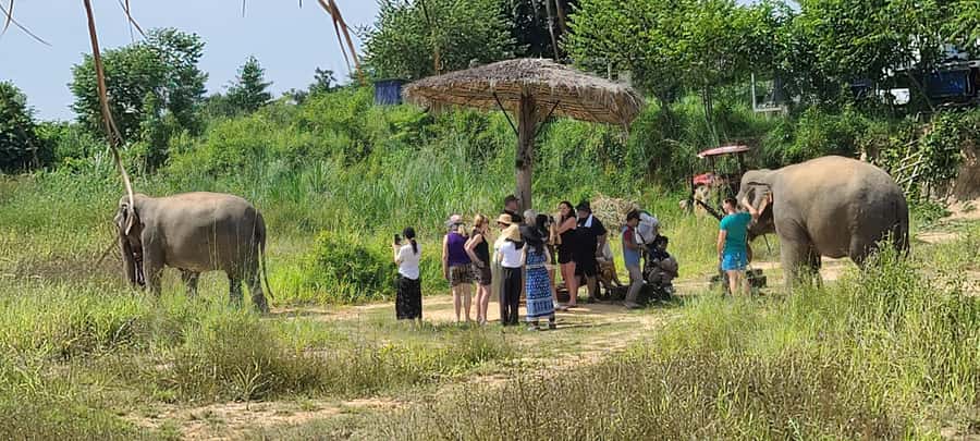 Siem Reap: Kulen Elephant Forest Guided Tour - Entering Kulen Elephant Forest: what makes it worth the drive