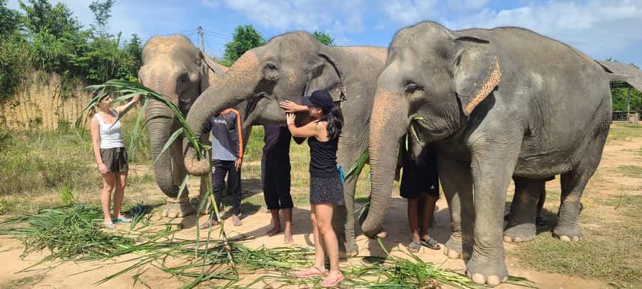 Siem Reap: Kulen Elephant Forest Guided Tour - The elephant briefing: how your guide sets expectations