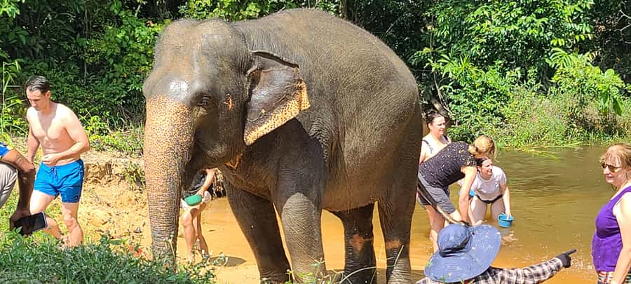 Siem Reap: Kulen Elephant Forest Guided Tour - Value check: is $128 for 8 hours a good deal?