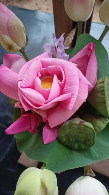 Siem Reap: Lotus Silk Farm- Tour, Lake & Masterclass - Meeting at Biolab Cafe: simple logistics, but don’t wing it